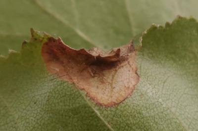 <i>Parornix betulae</i>