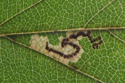 <i>Stigmella</i>