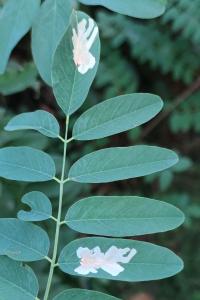 <i>Parectopa robiniella</i>