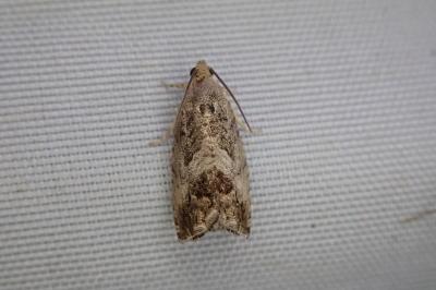 <i>Cydia splendana</i>