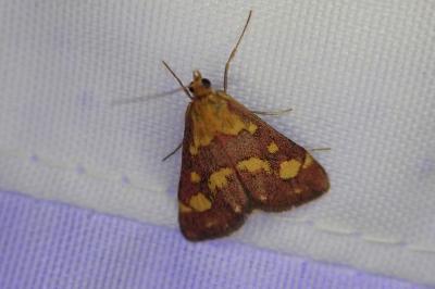 <i>Pyrausta purpuralis</i>