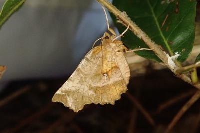 <i>Selenia dentaria</i>