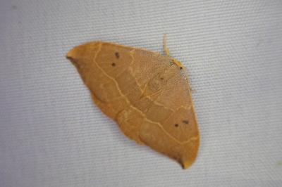 <i>Watsonalla binaria</i>