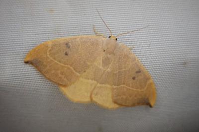 <i>Watsonalla binaria</i>