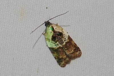 <i>Acleris variegana</i>
