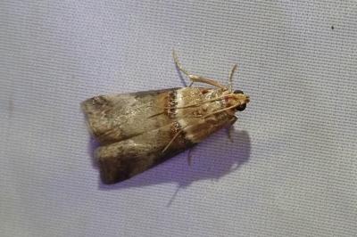 <i>Acrobasis tumidana</i>