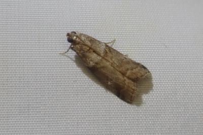 <i>Acrobasis consociella</i>