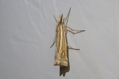 <i>Ancylolomia tentaculella</i>