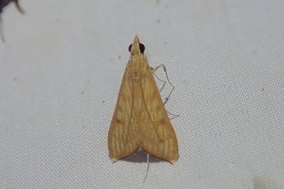 <i>Antigastra catalaunalis</i>