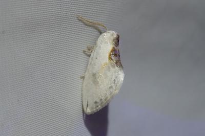 <i>Cilix glaucata</i>