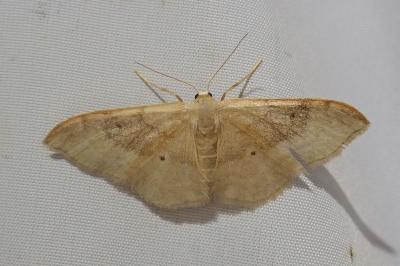 <i>Idaea degeneraria</i>