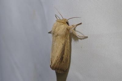 <i>Sesamia nonagrioides</i>