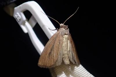 <i>Coenobia rufa</i>