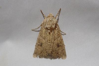 <i>Anarta trifolii</i>