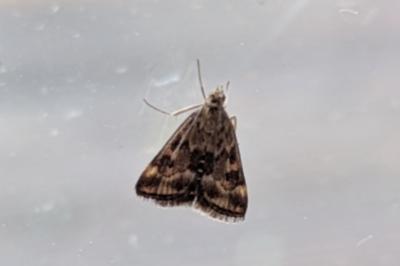 <i>Pyrausta despicata</i>