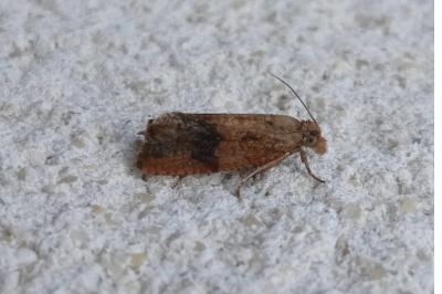 <i>Celypha striana</i>