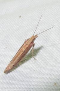 <i>Ypsolopha ustella</i>