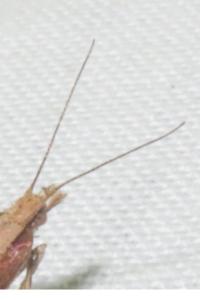 <i>Ypsolopha ustella</i>