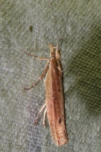 <i>Ypsolopha ustella</i>