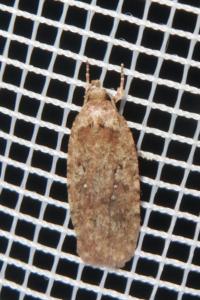 <i>Agonopterix ciliella/heracliana</i>