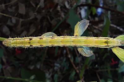 <i>Helicoverpa armigera</i>