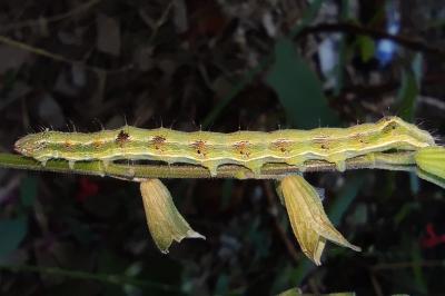 <i>Helicoverpa armigera</i>