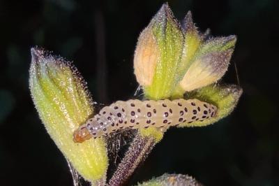 <i>Pyrausta inornatalis</i>