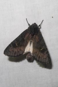 <i>Aporophyla nigra</i>