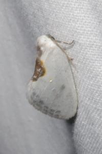 <i>Cilix hispanica</i>