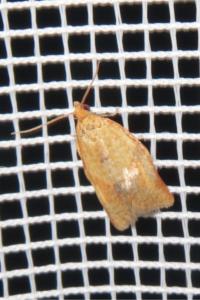 <i>Clepsis consimilana</i>