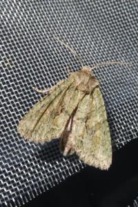 <i>Dryobotodes eremita</i>