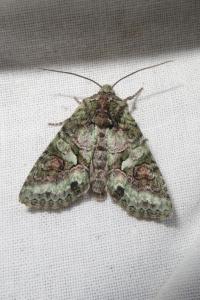 <i>Dryobotodes roboris</i>