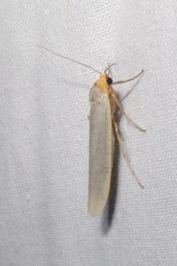 <i>Eilema caniola</i>