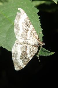 <i>Epirrhoe alternata</i>