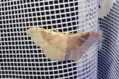 <i>Idaea degeneraria</i>