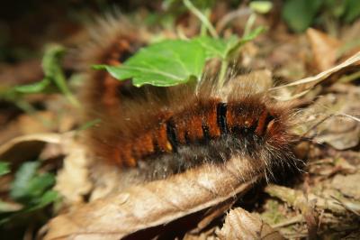 <i>Macrothylacia rubi</i>