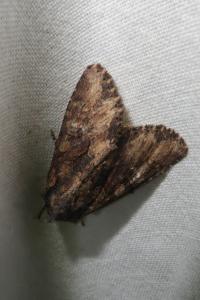 <i>Mniotype solieri</i>