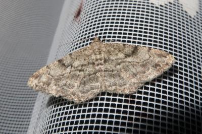 <i>Peribatodes rhomboidaria</i>