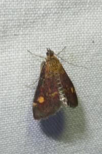 <i>Pyrausta aurata</i>