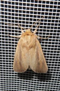 <i>Sesamia nonagrioides</i>