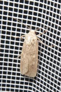 <i>Spodoptera exigua</i>
