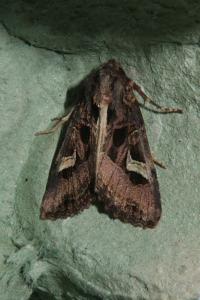 <i>Trigonophora flammea</i>