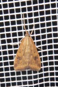 <i>Udea ferrugalis</i>