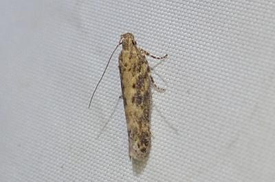 <i>Scrobipalpa ocellatella</i>