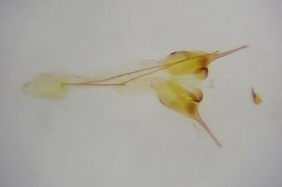 <i>Scrobipalpa ocellatella</i>