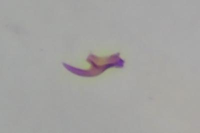<i>Scrobipalpa ocellatella</i>