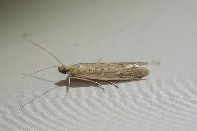 <i>Homoeosoma nebulellum</i>