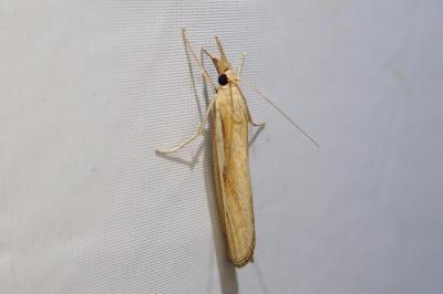 <i>Agriphila tristella</i>