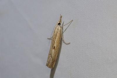 <i>Agriphila geniculea</i>