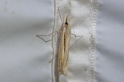 <i>Ancylolomia tentaculella</i>